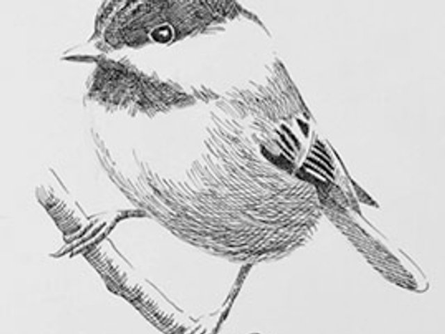 Term 3, 2026 Thursday Drawing Class